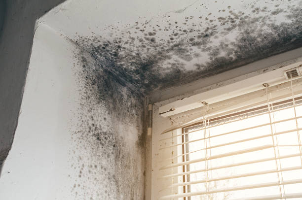 Affordable Mold Cleanup solutions in Mineral Point, PA